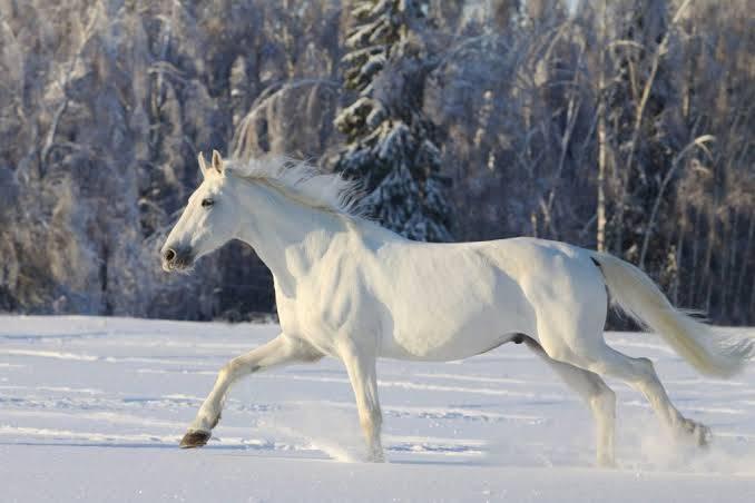 Camarillo White Horse